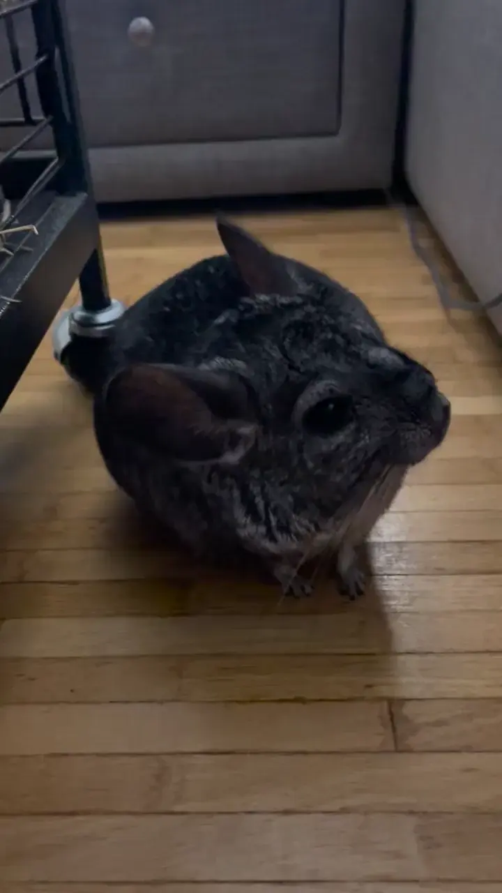 Is it a happy sound?