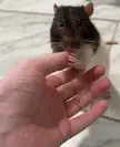 Is it normal for a rat to nibble on you?