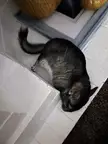 Is it normal for him to lay like this after excercise time?