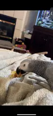 Is it normal/safe for birds to show interest in chewing dog bones? 