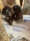 is it okay if i don’t clean one spot in my mice cage?