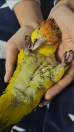 Is my baby caique being horny with my hand?