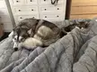 Is my husky defective?