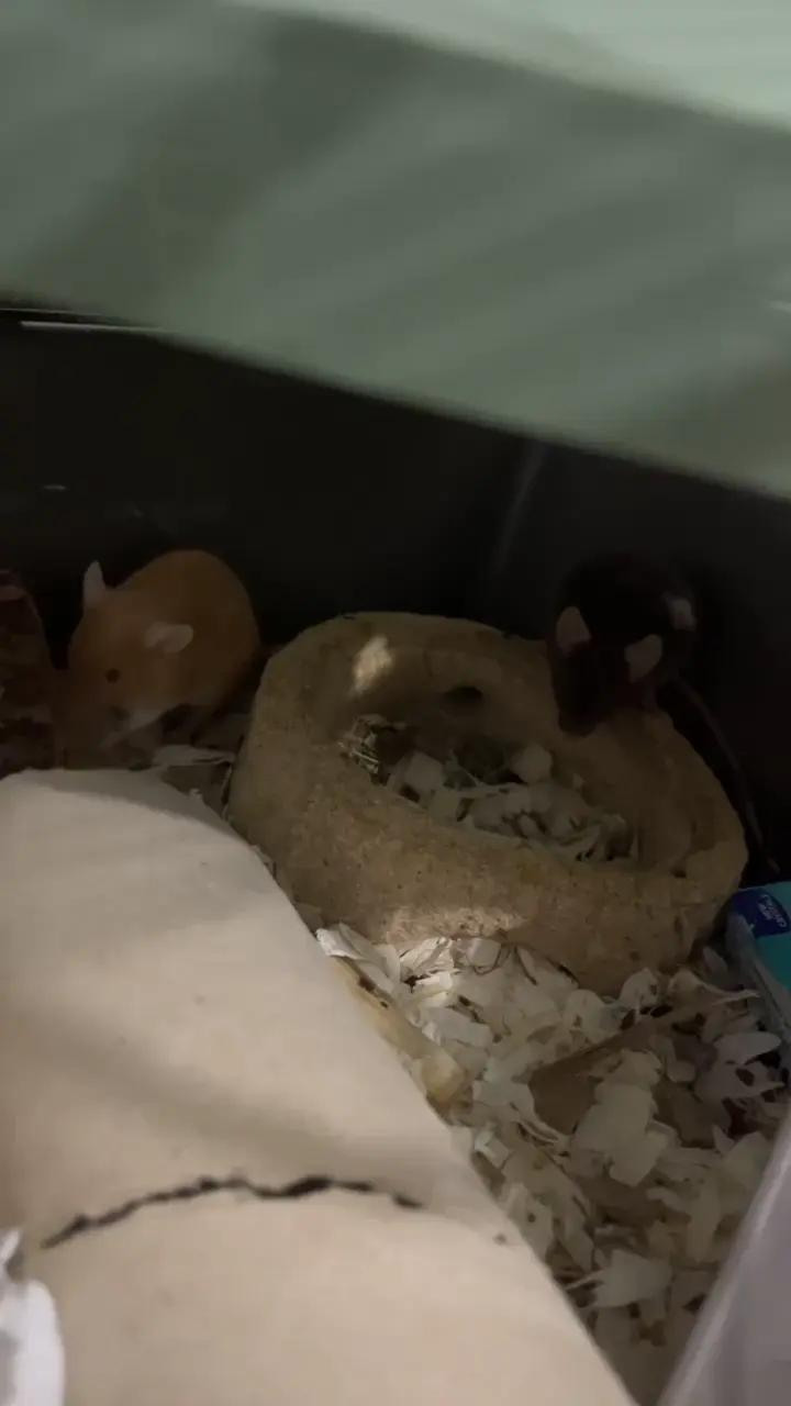 is my mouse sneezing?