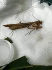 Is my praying mantis dying?
