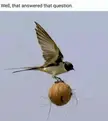 Is that an African swallow?
