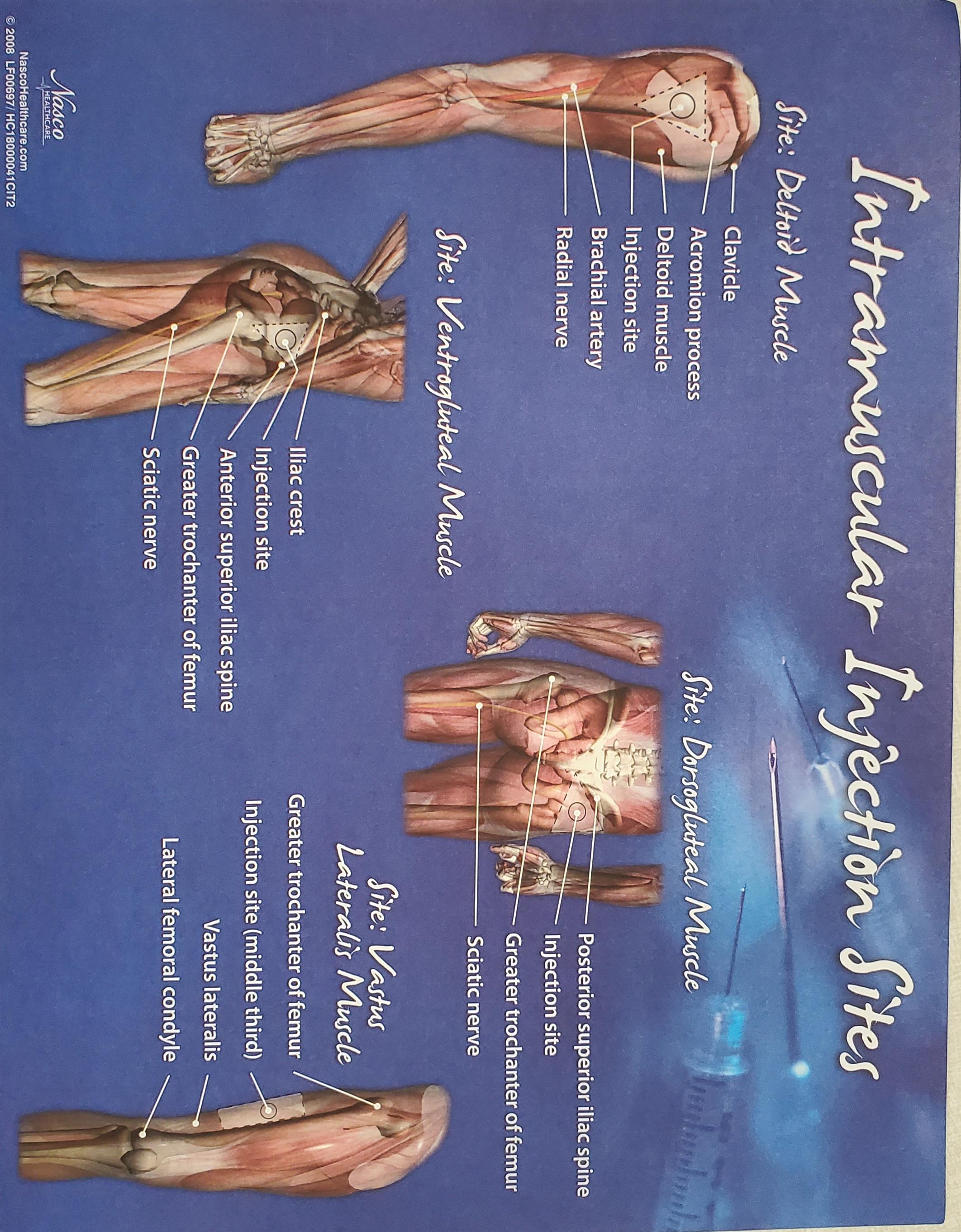 Discover more like Anatomy: Is the acromion process labeled wrong ...