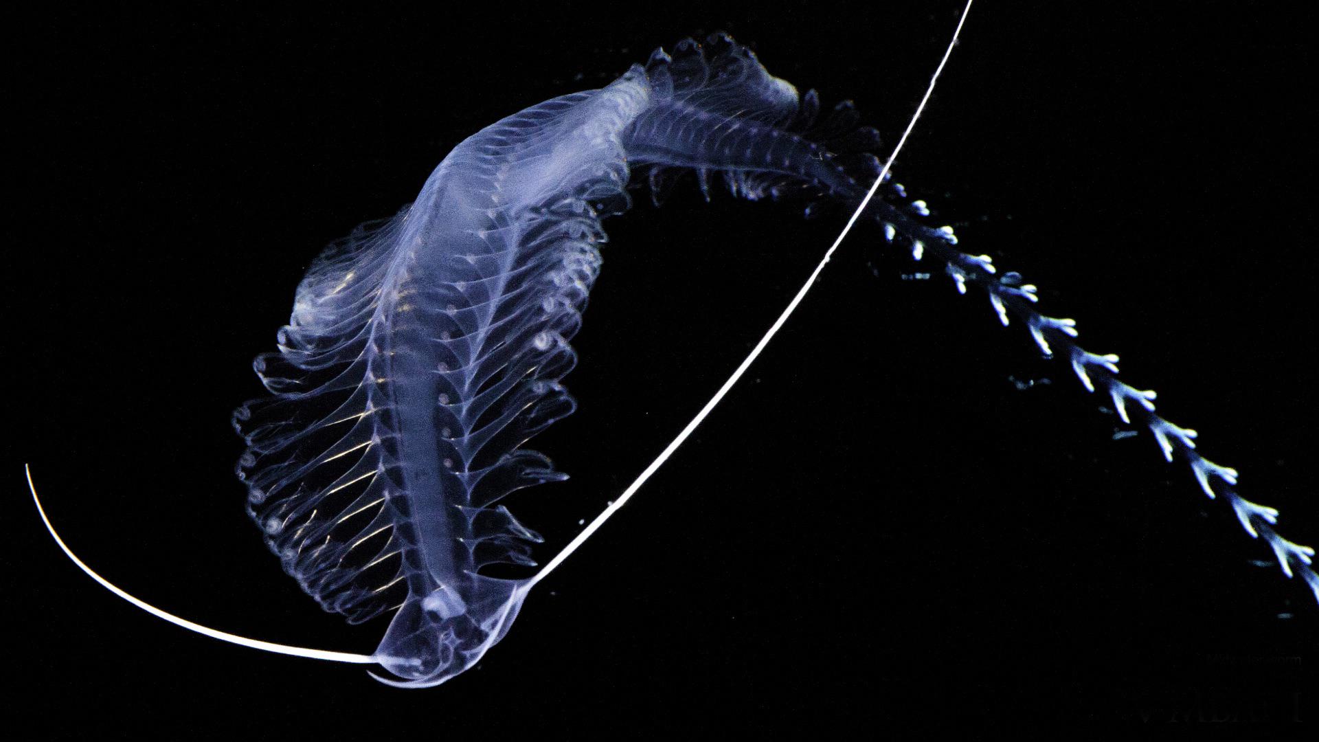 Is there any Diagram/Photo of the mouth of a tomopteris worm?