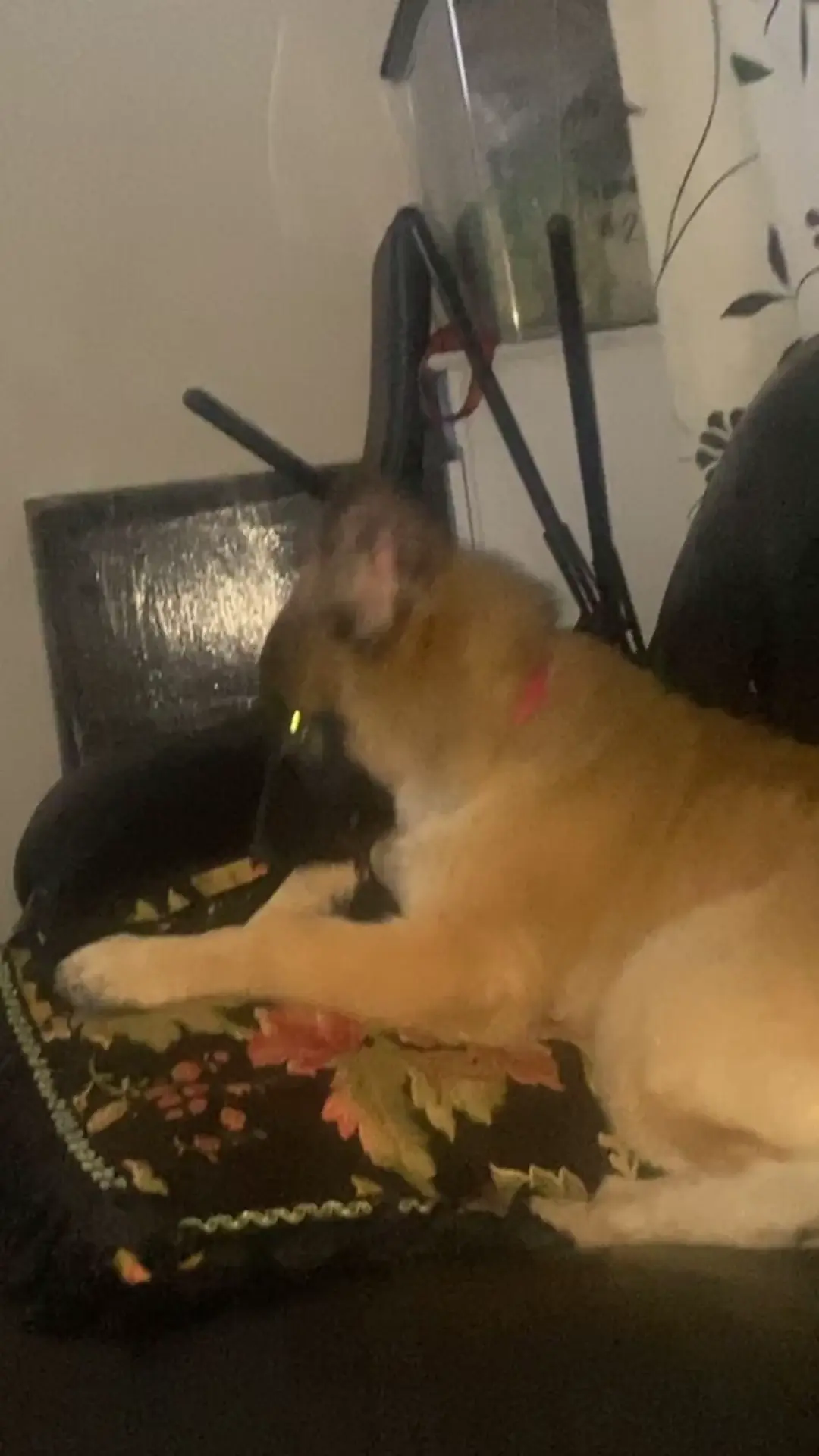 Is this %100 GSD?