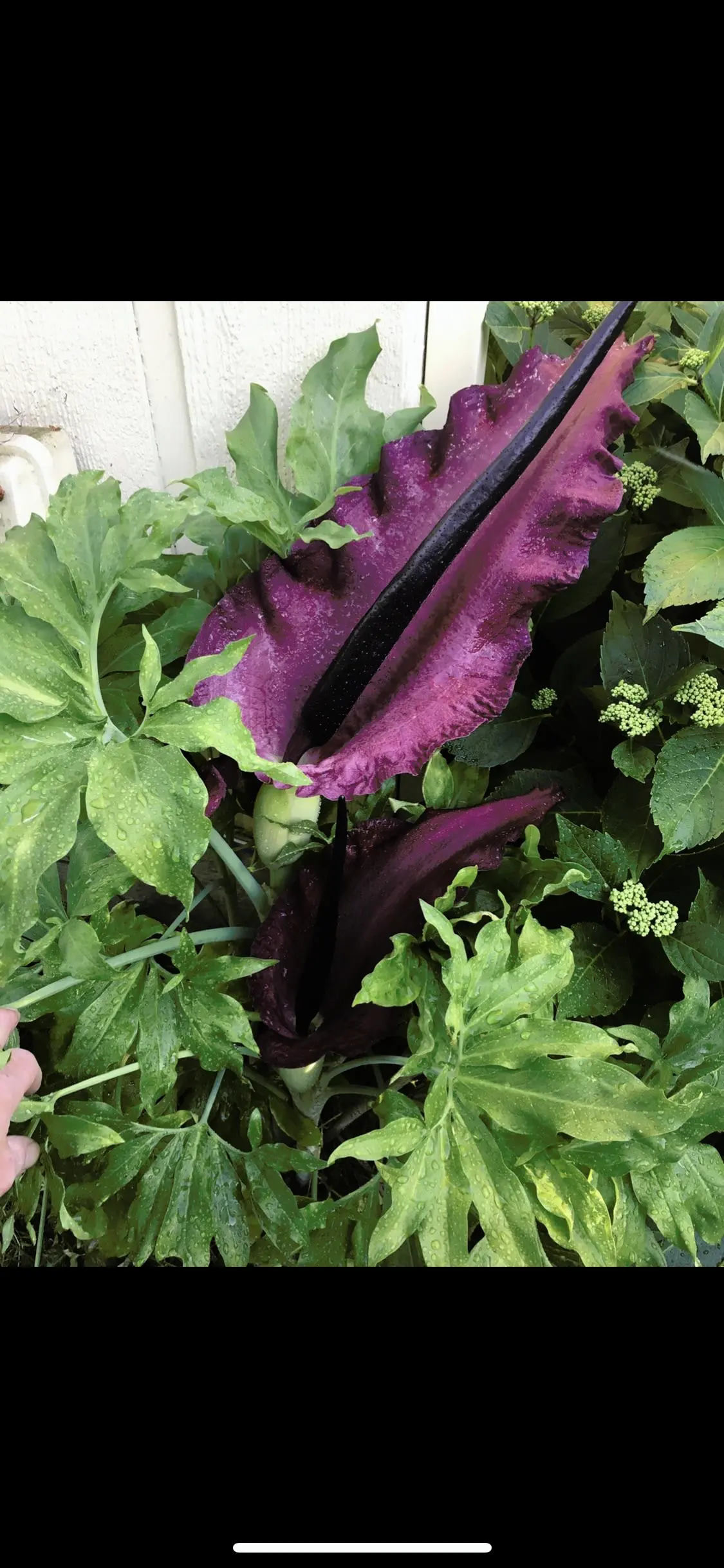 Is this a corpse flower?