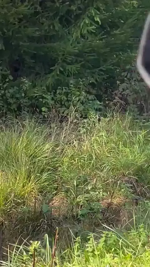 Is this a lynx?
