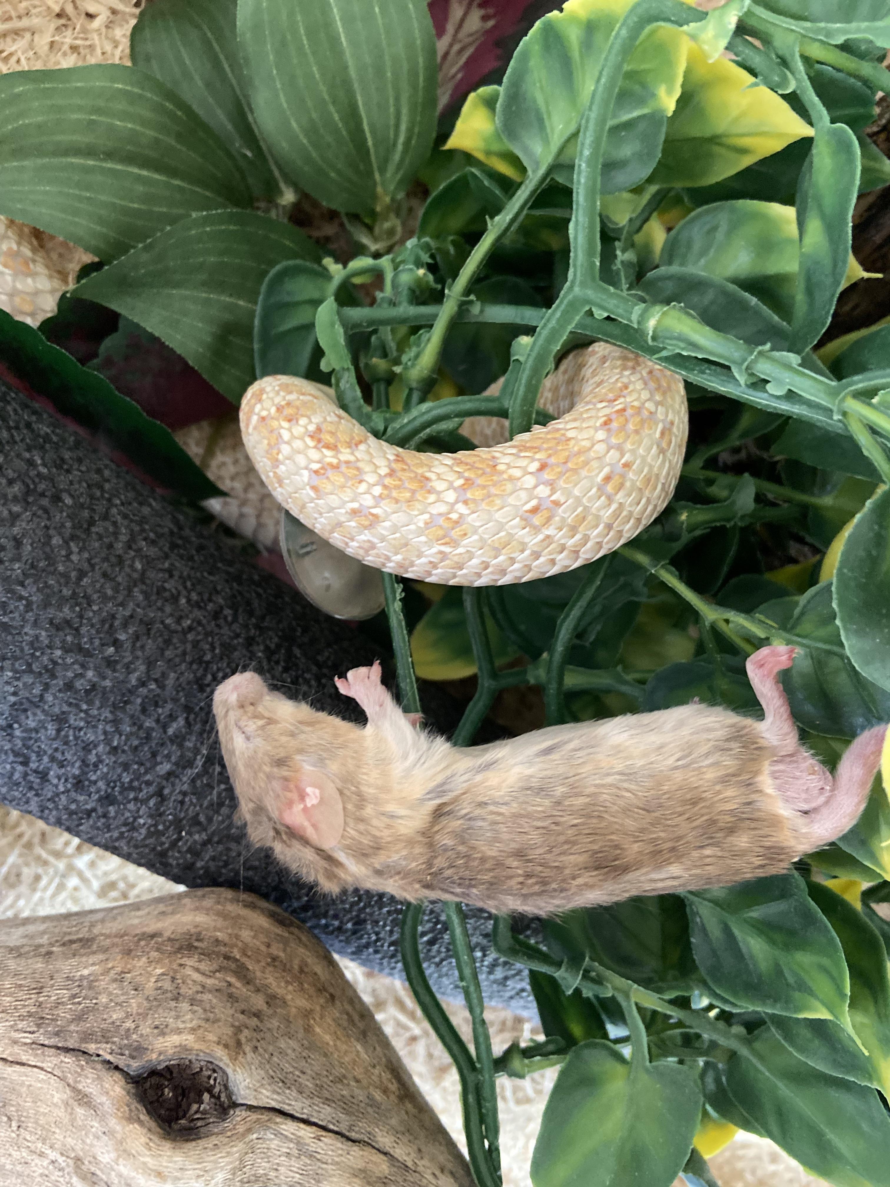 Picture of Is this an appropriate sized mouse? I ran out of the mice I usually ...