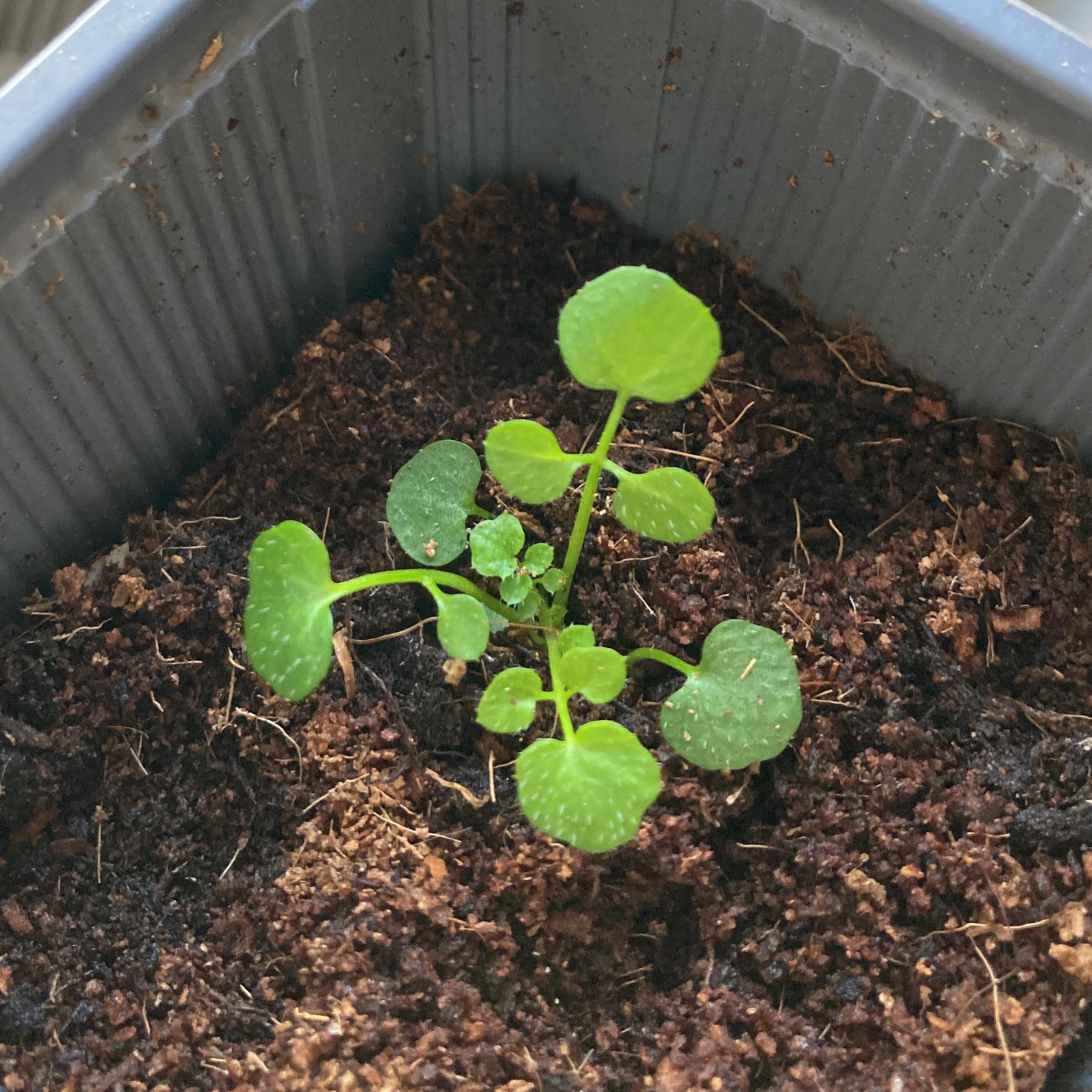 Is this oregano or just weed?