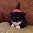 Is this perfect hat for hallowen?