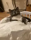 Is this the right way to use fresh sheets? My Tuxie seems to think so! 