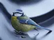 ITAP of a confused Tit