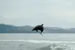ITAP of a dolphin breaching