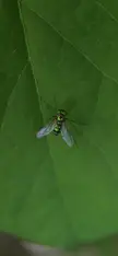 ITAP of a fly 