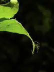 ITAP of a spider