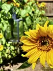 ITAP of beautiful sunflowers