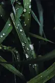 ITAP of some wet grass