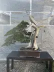 BonsaiPorn