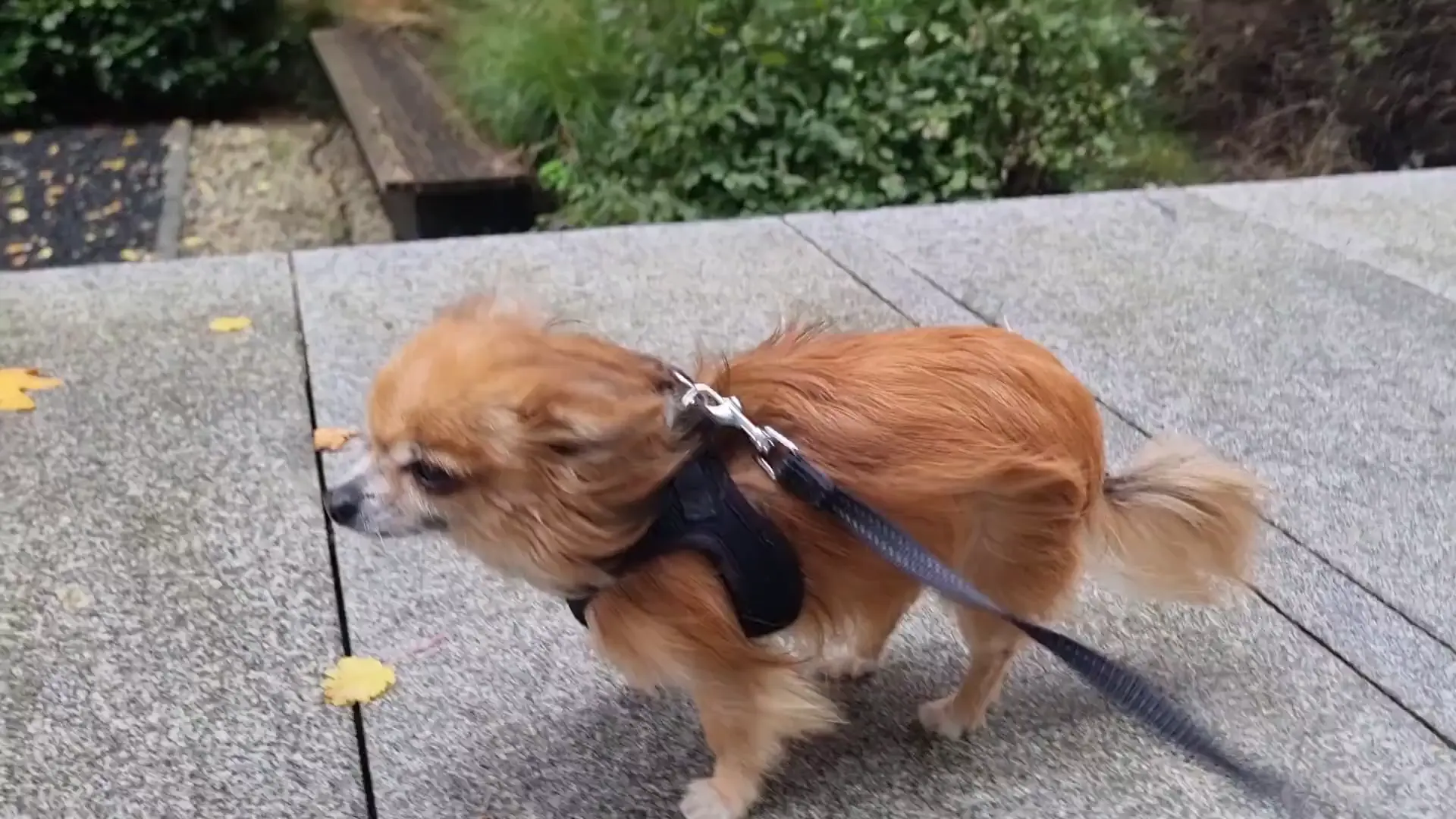 it's a bit windy innit 