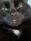 It's difficult to catch one of her bleps!