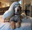 unlikelyfriends