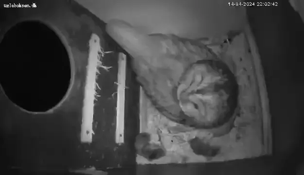 Its time for owlets!