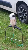 I've never seen an owl like this 