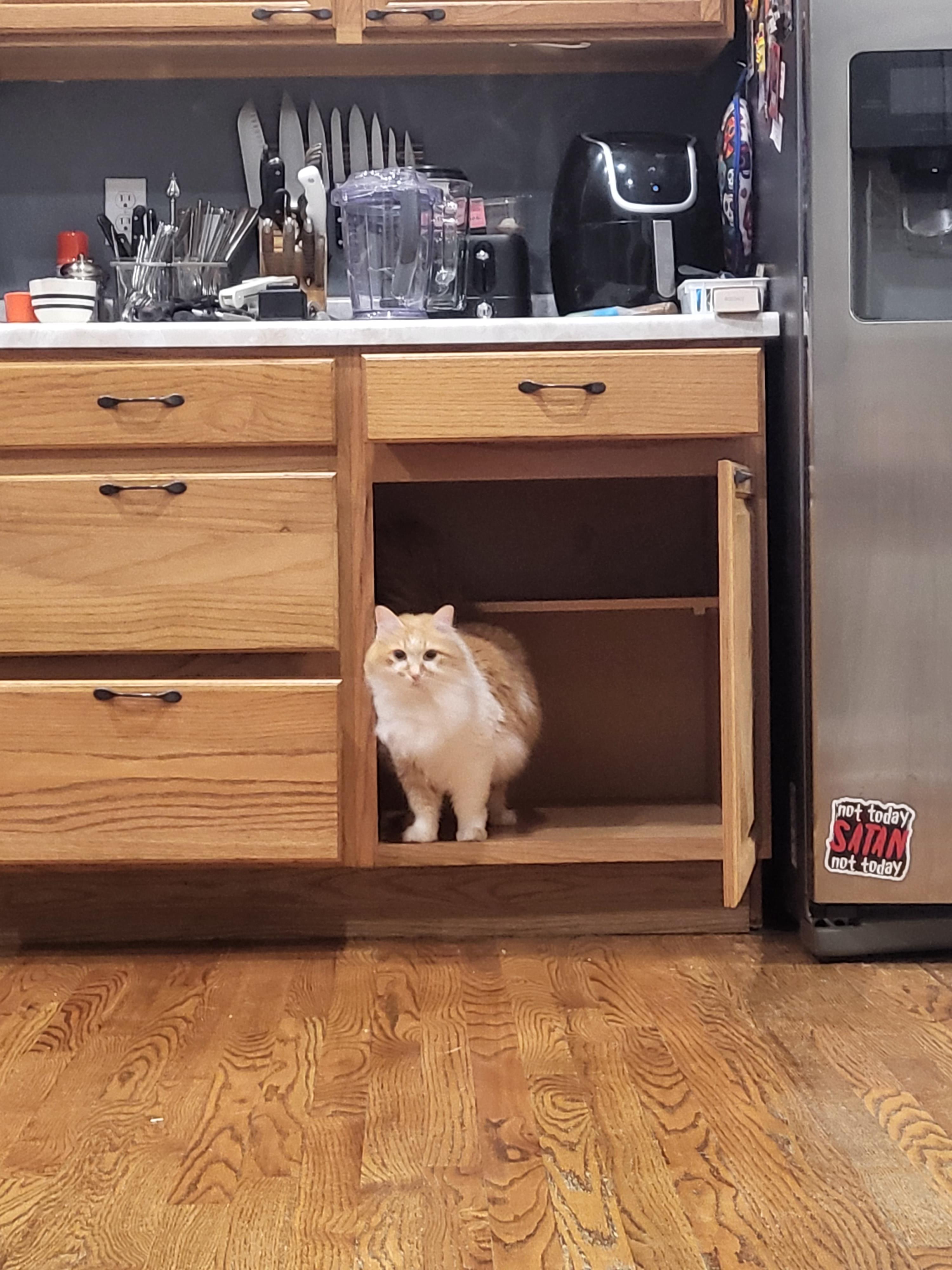 Fox Cupboard How do you get a fox out of your cupboard? ;-p | Scrolller
