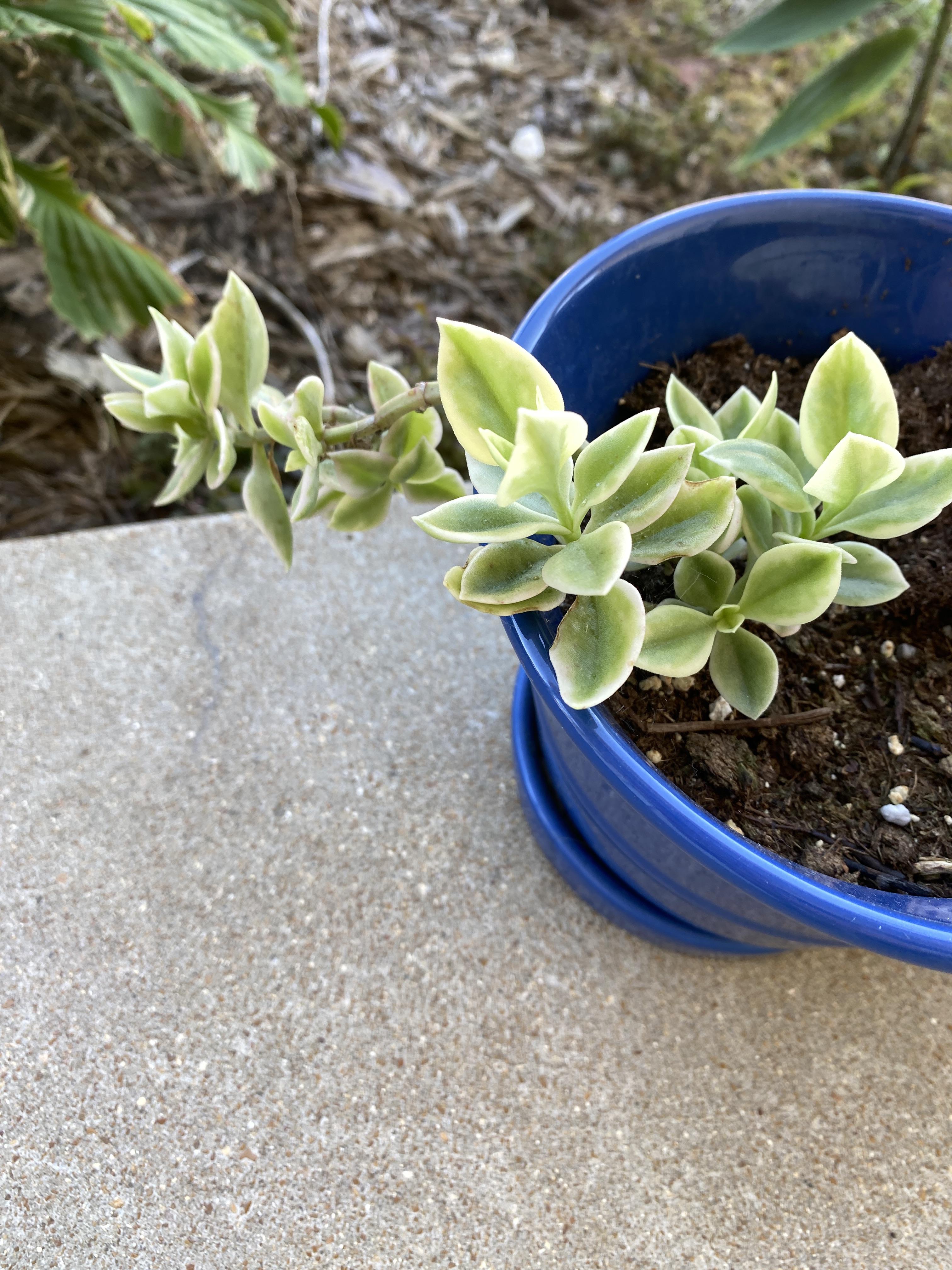Plant ID says this is a baby sun rose. How should I care for it?