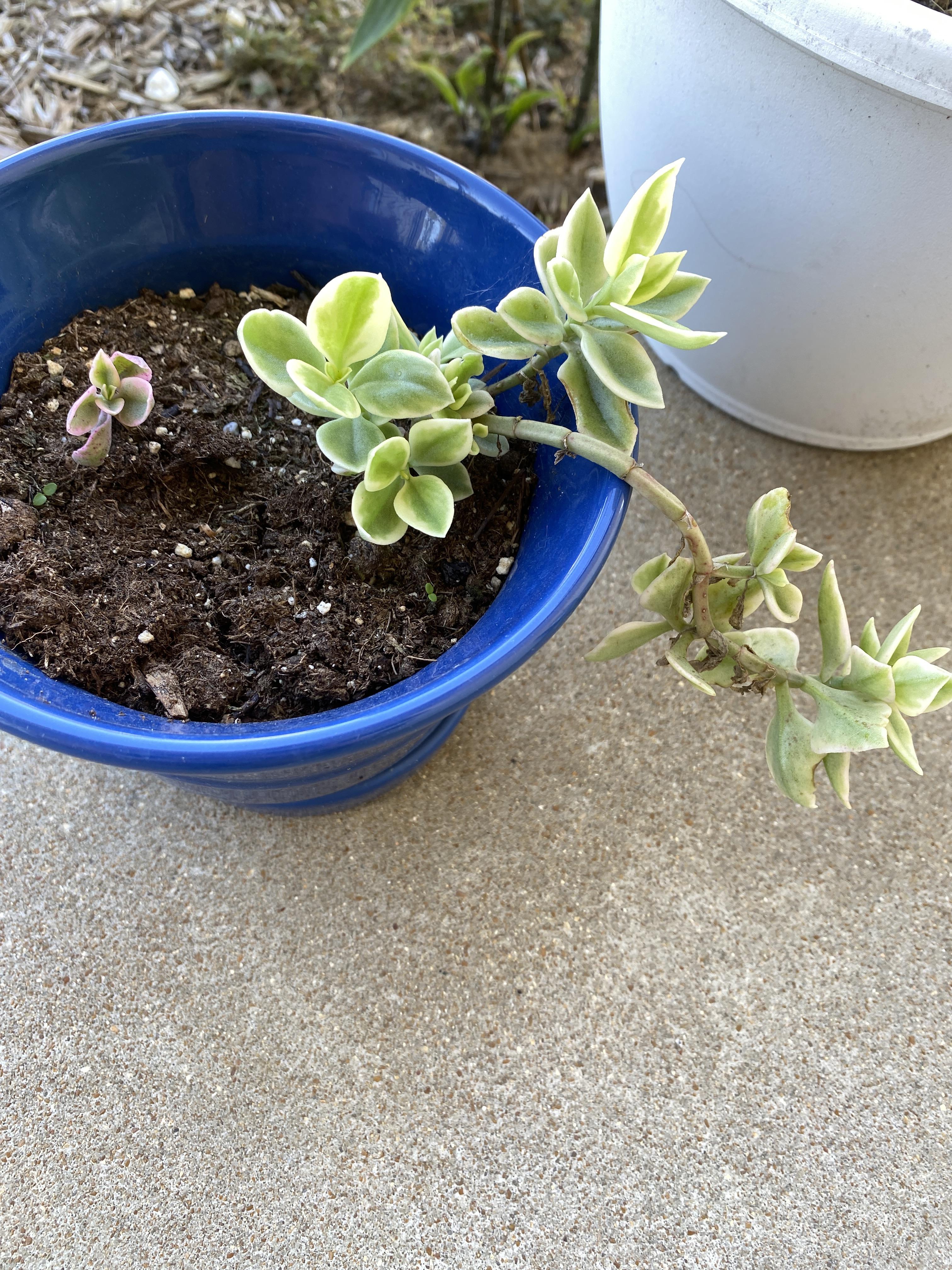 Baby sun rose succulent with variegated green and cream leaves in a blue ceramic pot on concrete