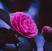 Japanese camellia