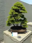 Japanese Cedar Group Planting
