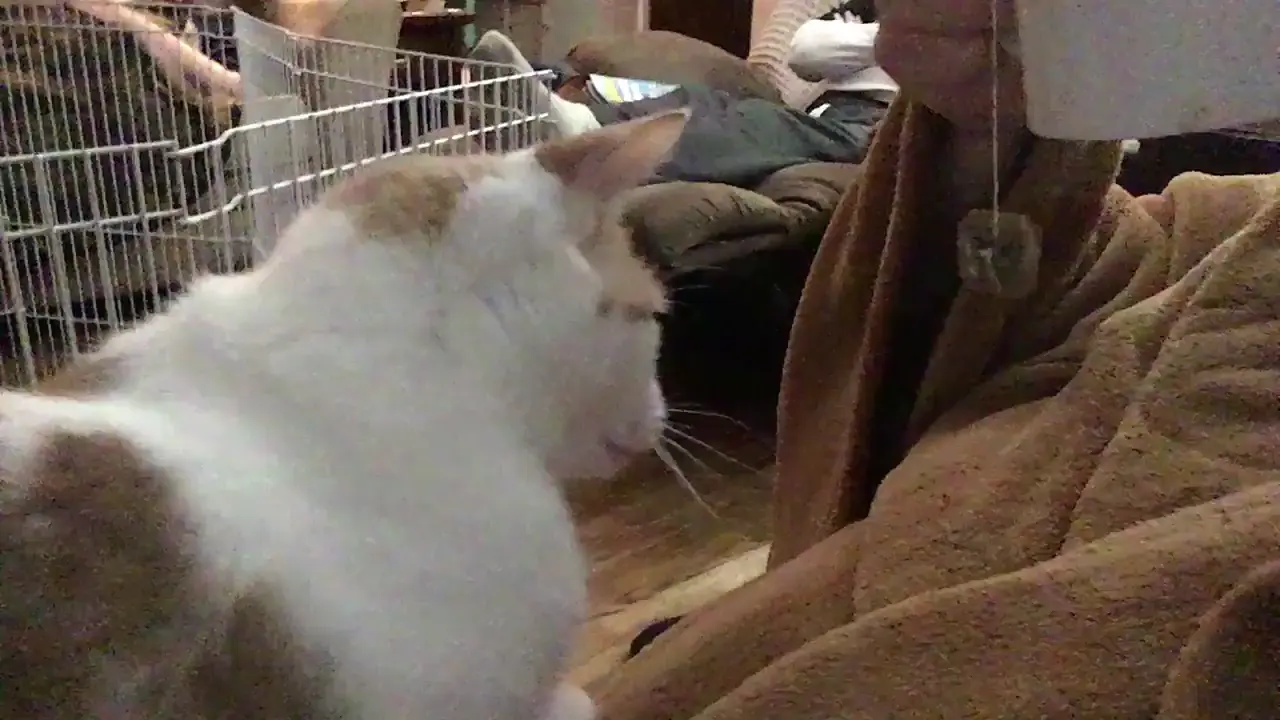 Jasper tapping my tea string