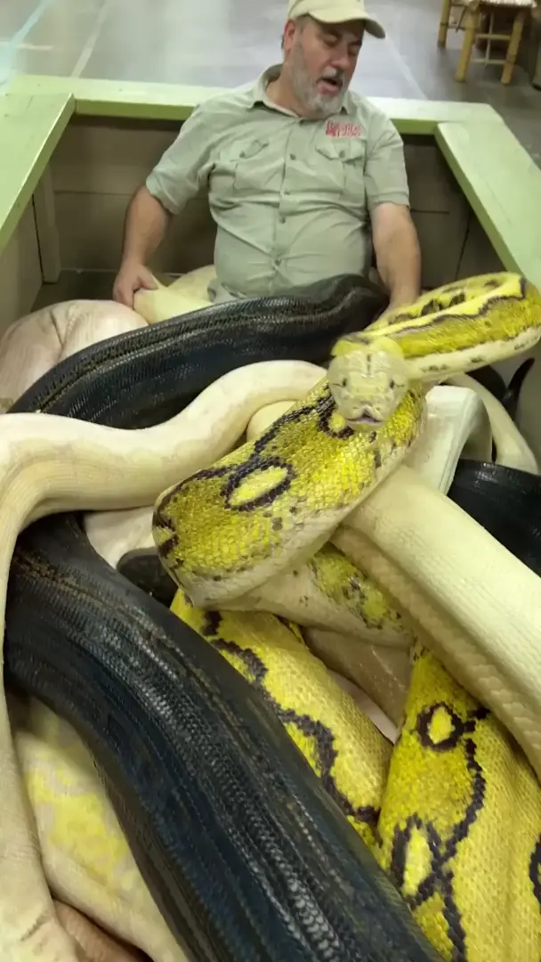 Jay Brewer casually sitting amidst 3 large pythons, apparently one of them being 20ft.