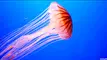 Jellyfish Swimming