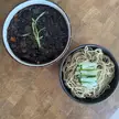 Jjajamyeon with himamade noodles 