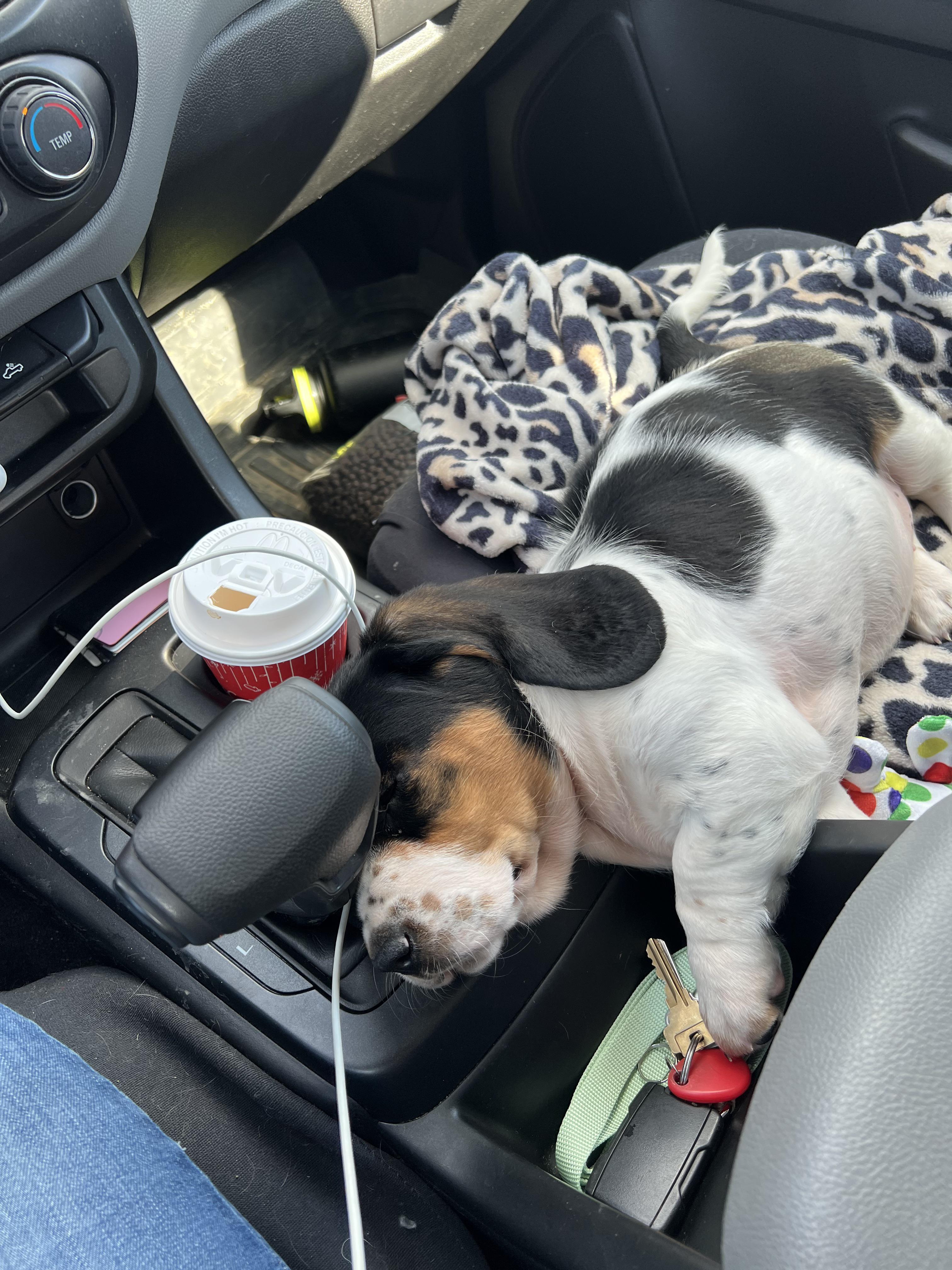 Ranger the Beagle and Olive the Bassett Hound | Scrolller