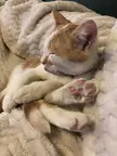 Juliettes Jelly Bean Toes