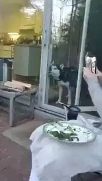 Just a husky being a husky