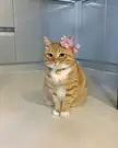 Just a pretty cat for good luck 