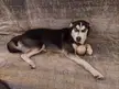 Just a Pup and her ball