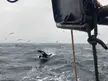 Just an orca watching us catch fish.