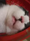 Just by looking at him you can hear his snoring.