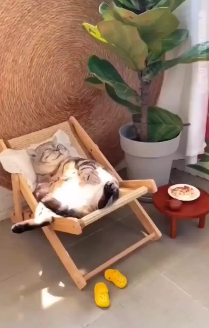 Just laying in the sun 