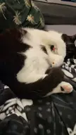 Just too bright sleepy blep