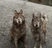 Just two innocent boys